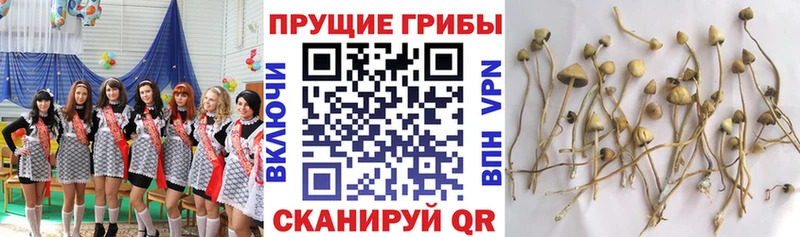 Галлюциногенные грибы Cubensis  mega рабочий сайт  Жуков 